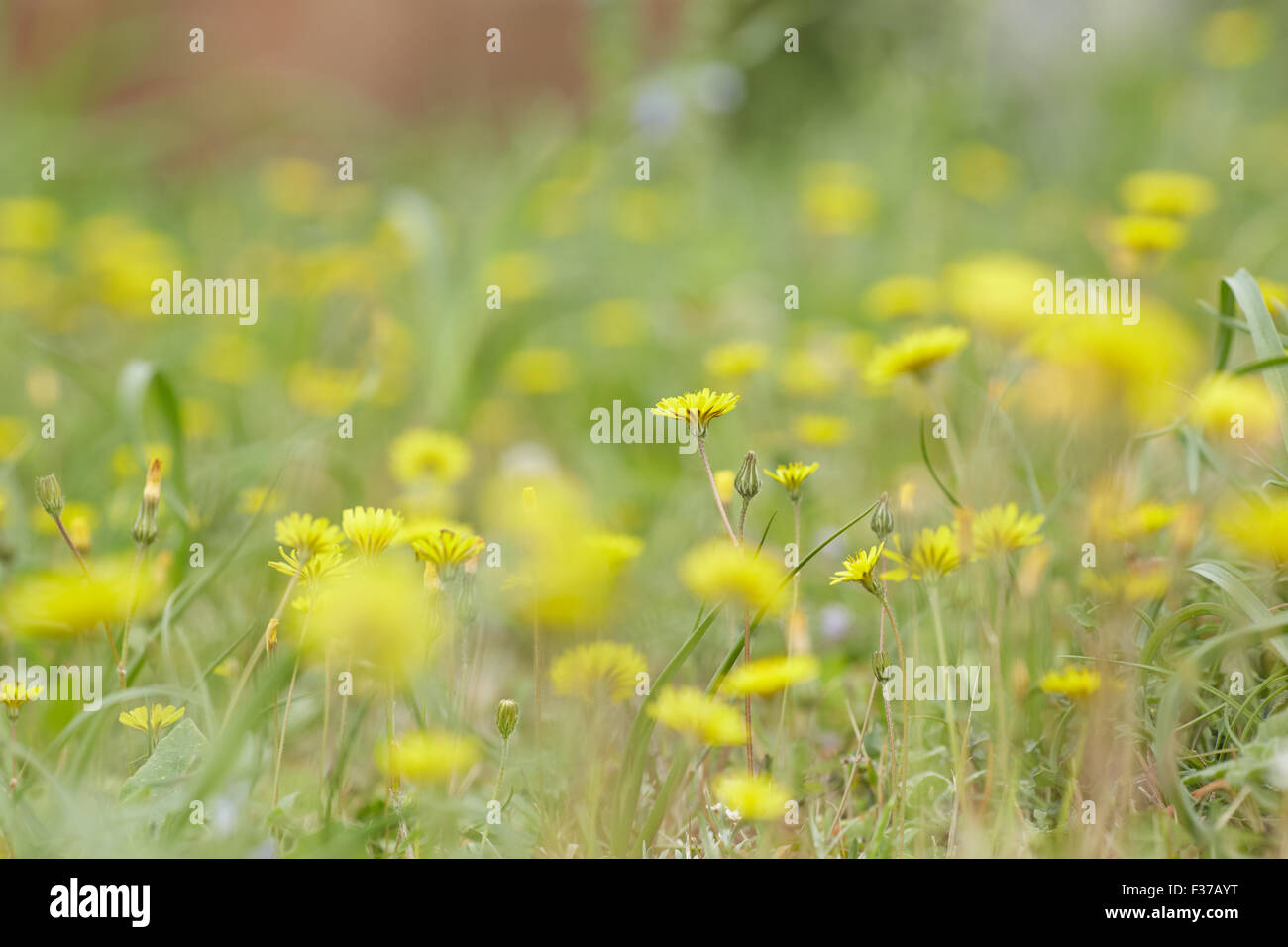 yellow and purple meadow flowers Stock Photo - Alamy