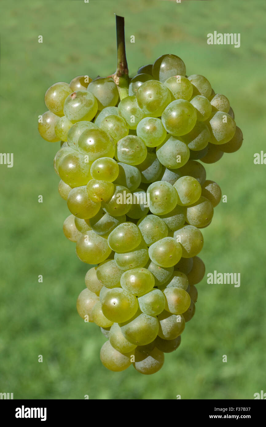 Weissburgunder, Weisswein, Weisse, Weintrauben, Stock Photo