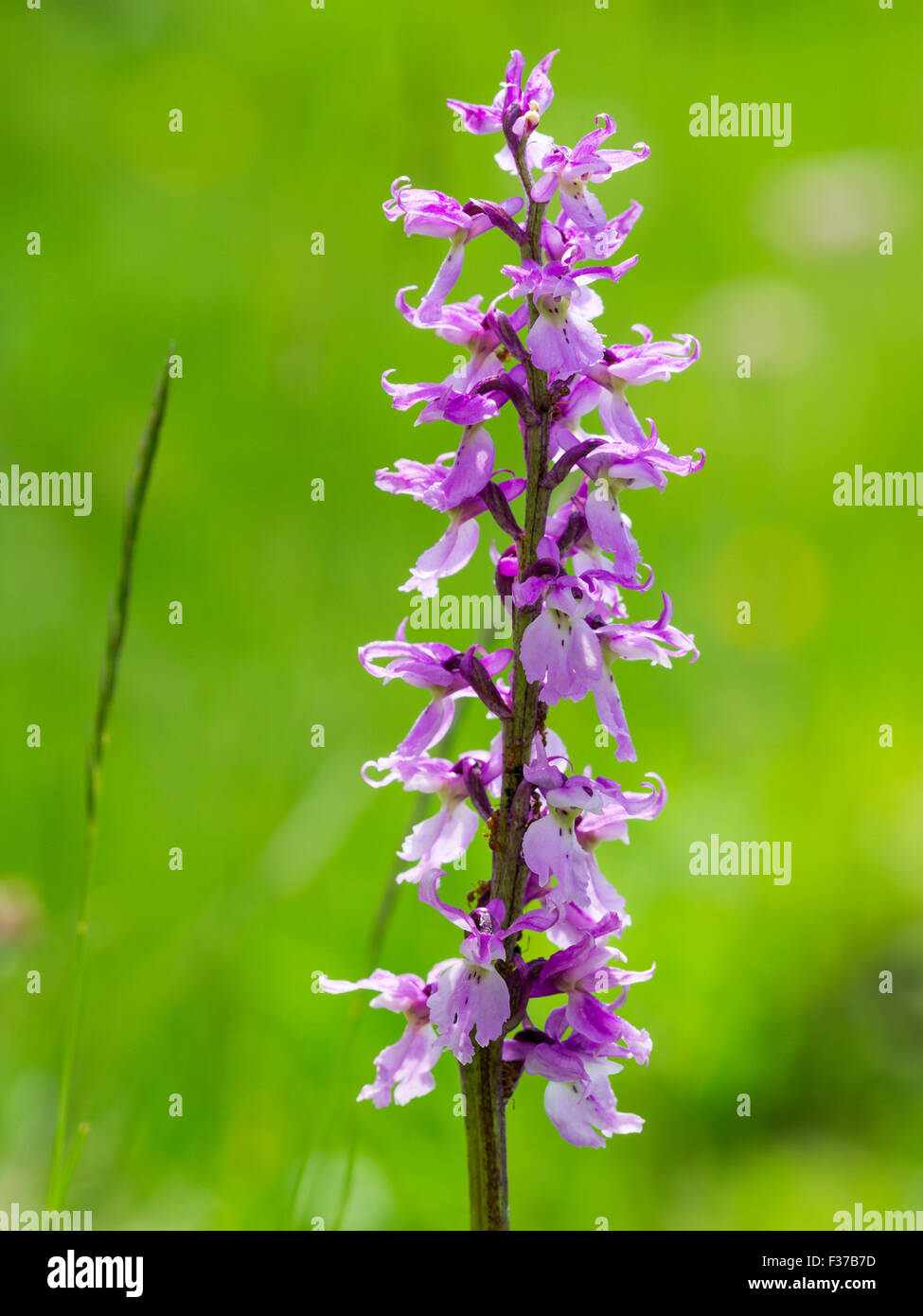 Marsh or spotted orchid (Dactylorhiza), Styria, Austria Stock Photo