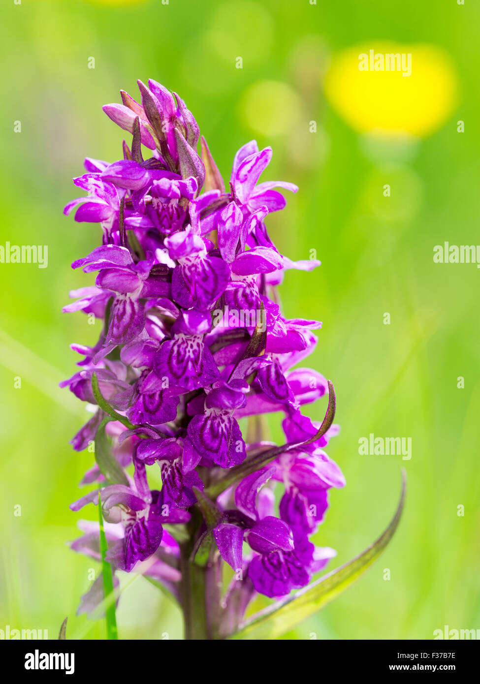 Marsh or spotted orchid (Dactylorhiza), Styria, Austria Stock Photo