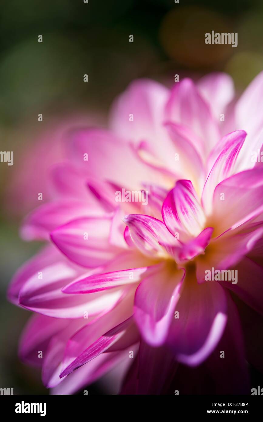 Dahlia (Dahlia), Germany Stock Photo