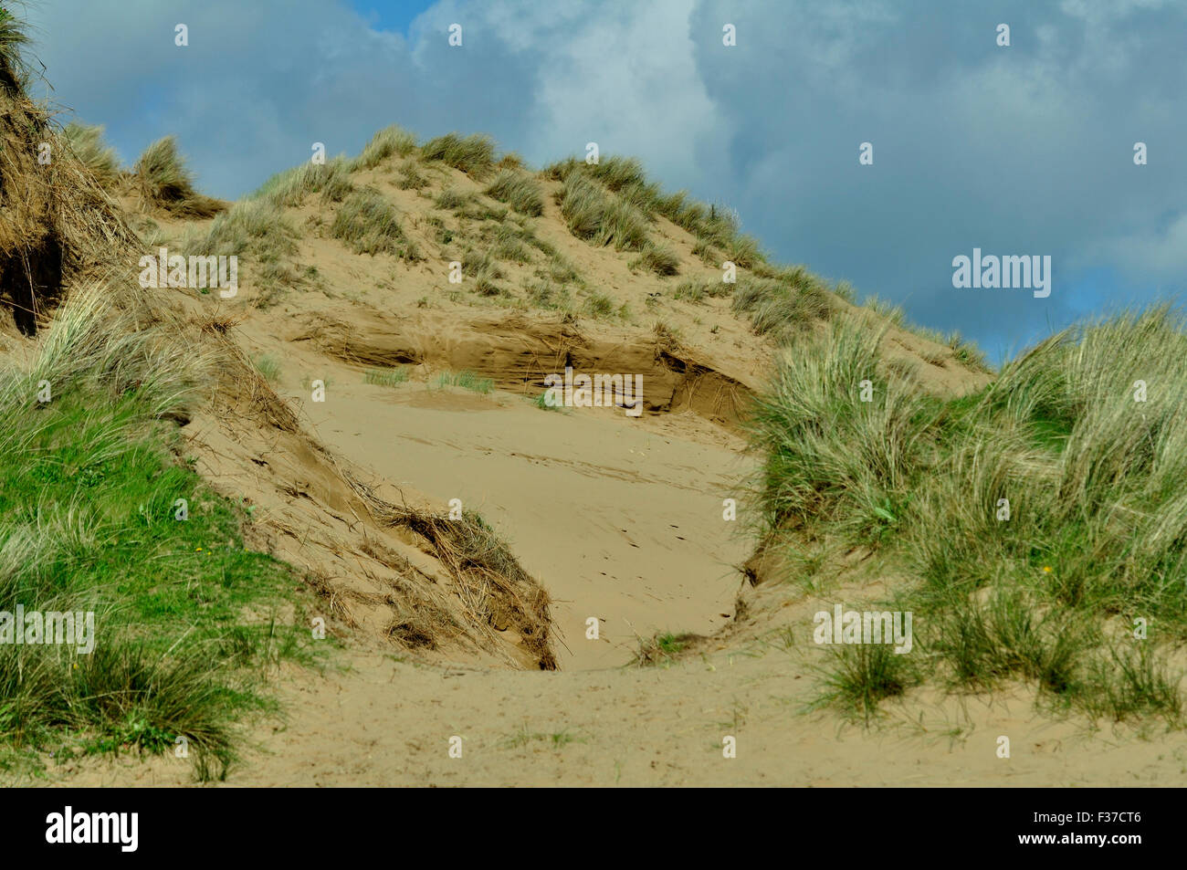 Braunton burrows hi-res stock photography and images - Alamy