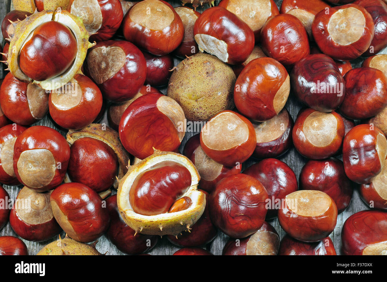 Close up photo of a horse chestnuts Stock Photo Alamy
