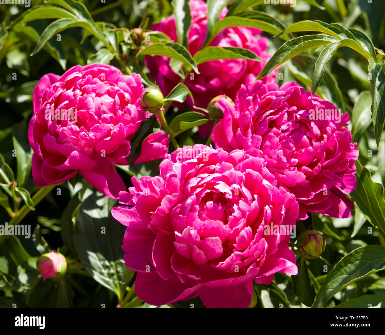 Three pink peonies on green leaves background Stock Photo - Alamy