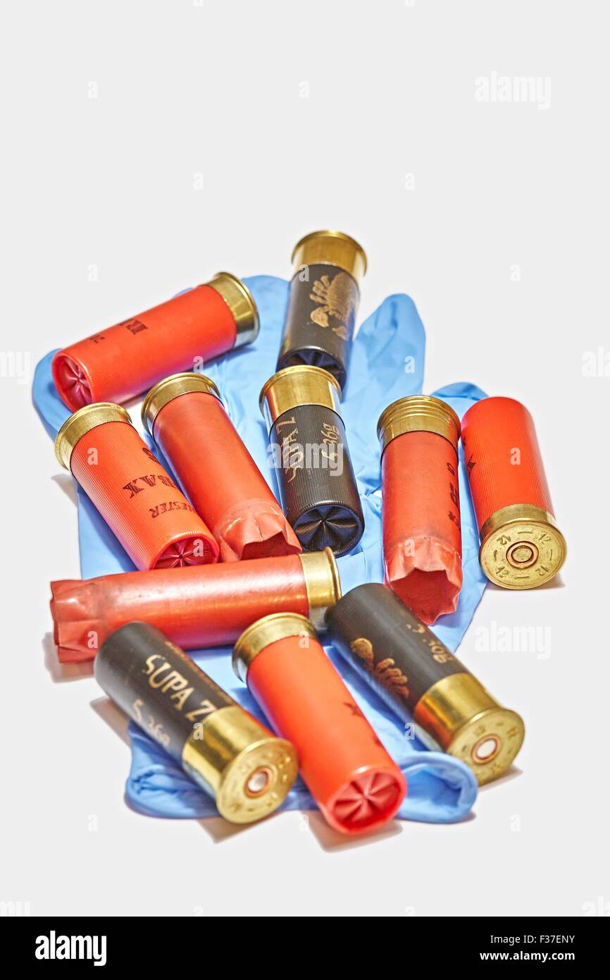 12 Gauge Ga Shotgun Cartridges on Blue Latex Forensic Glove Stock Photo