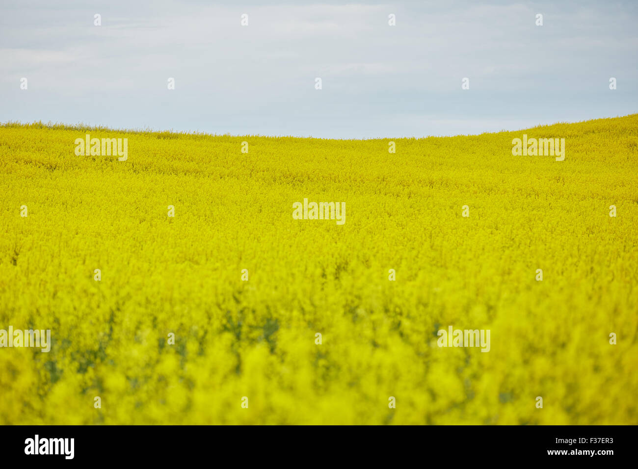 rapeseed field with yellow flowers Stock Photo - Alamy