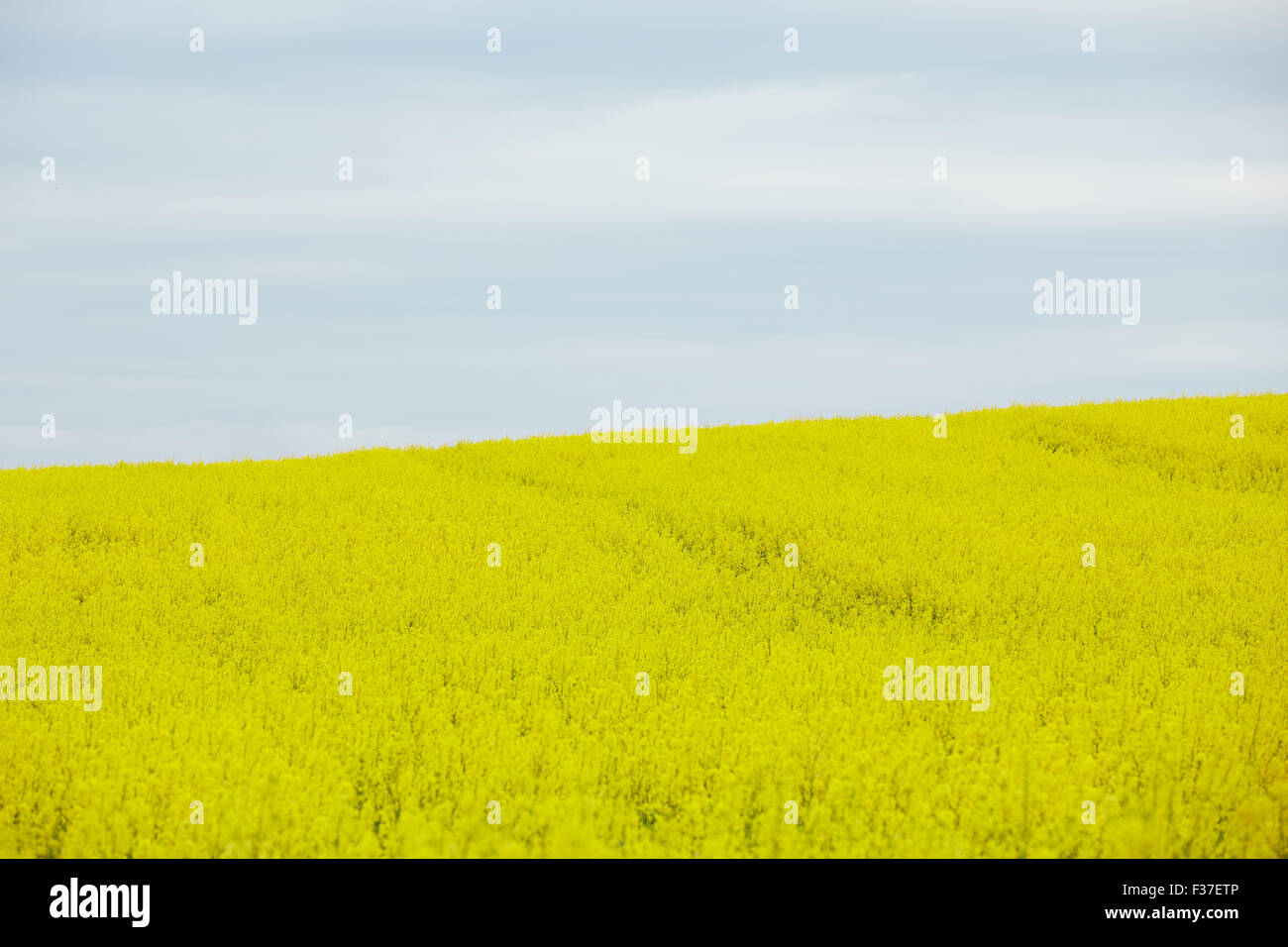 rapeseed field with yellow flowers Stock Photo - Alamy