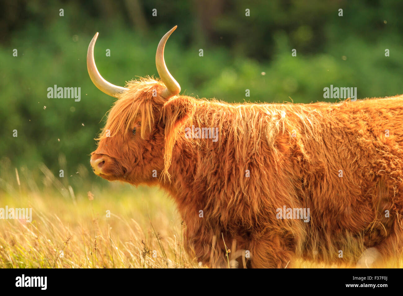 highland cattle in meadow Stock Photo Alamy