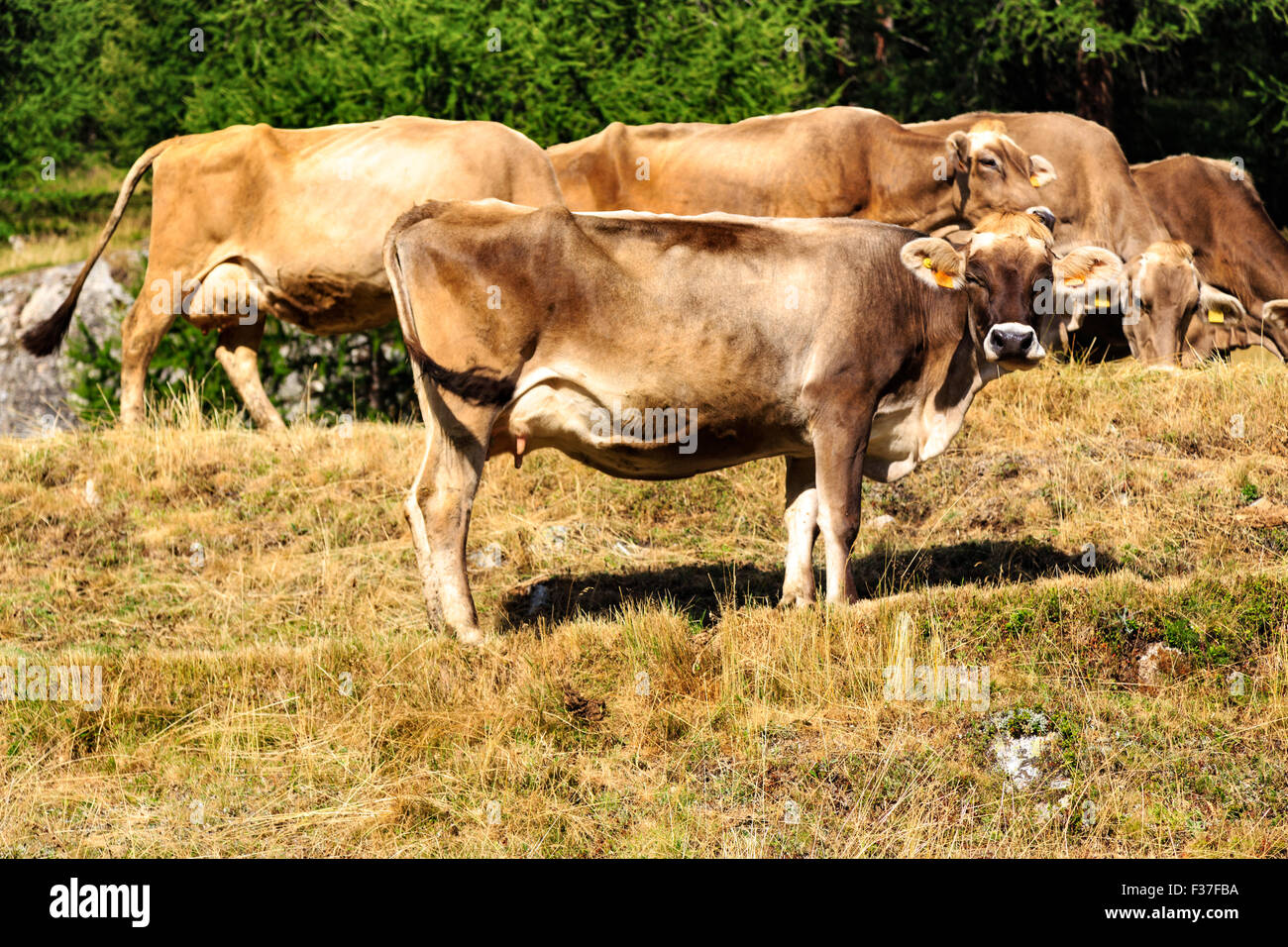 Cow is looking sideways hires stock photography and images Alamy