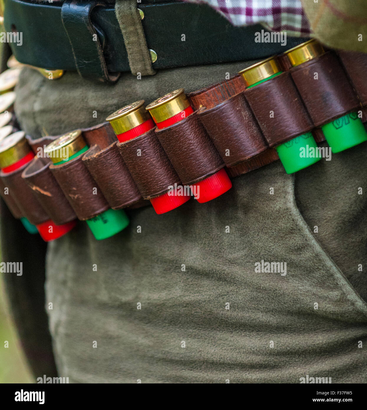 A man wearing a cartridge belt with shotgun cartridges in out on a days  shooting with 12 bore shot gun cartridges showing Stock Photo - Alamy