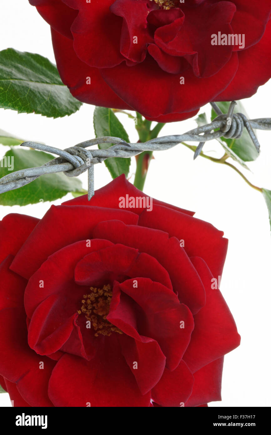 Roses behind barbed wire symbolising constraint or restriction Stock