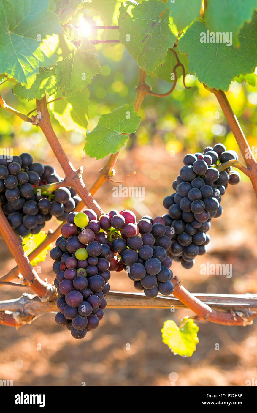 Oregon wine blanc hires stock photography and images Alamy