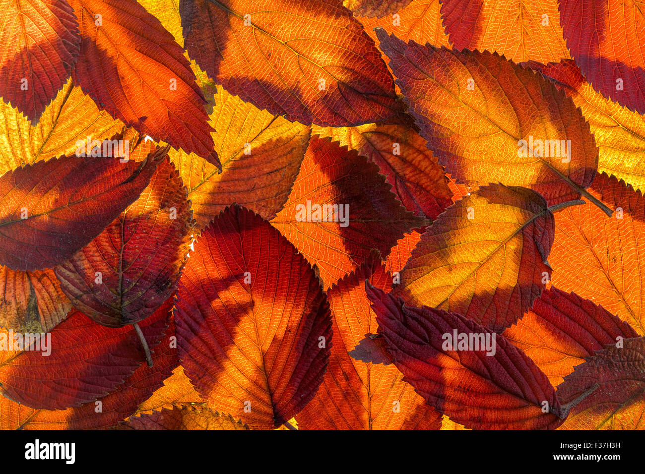 Virburnum Shasta Shrub Fall Foliage Color Background Stock Photo