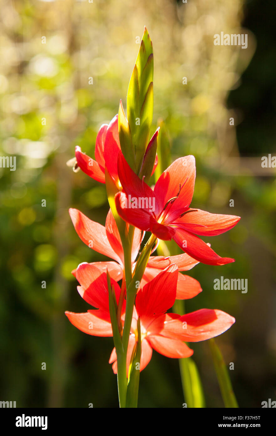 Autumn flowering perennial Schizostylis Coccinea Sunrise, Scotland October. Stock Photo