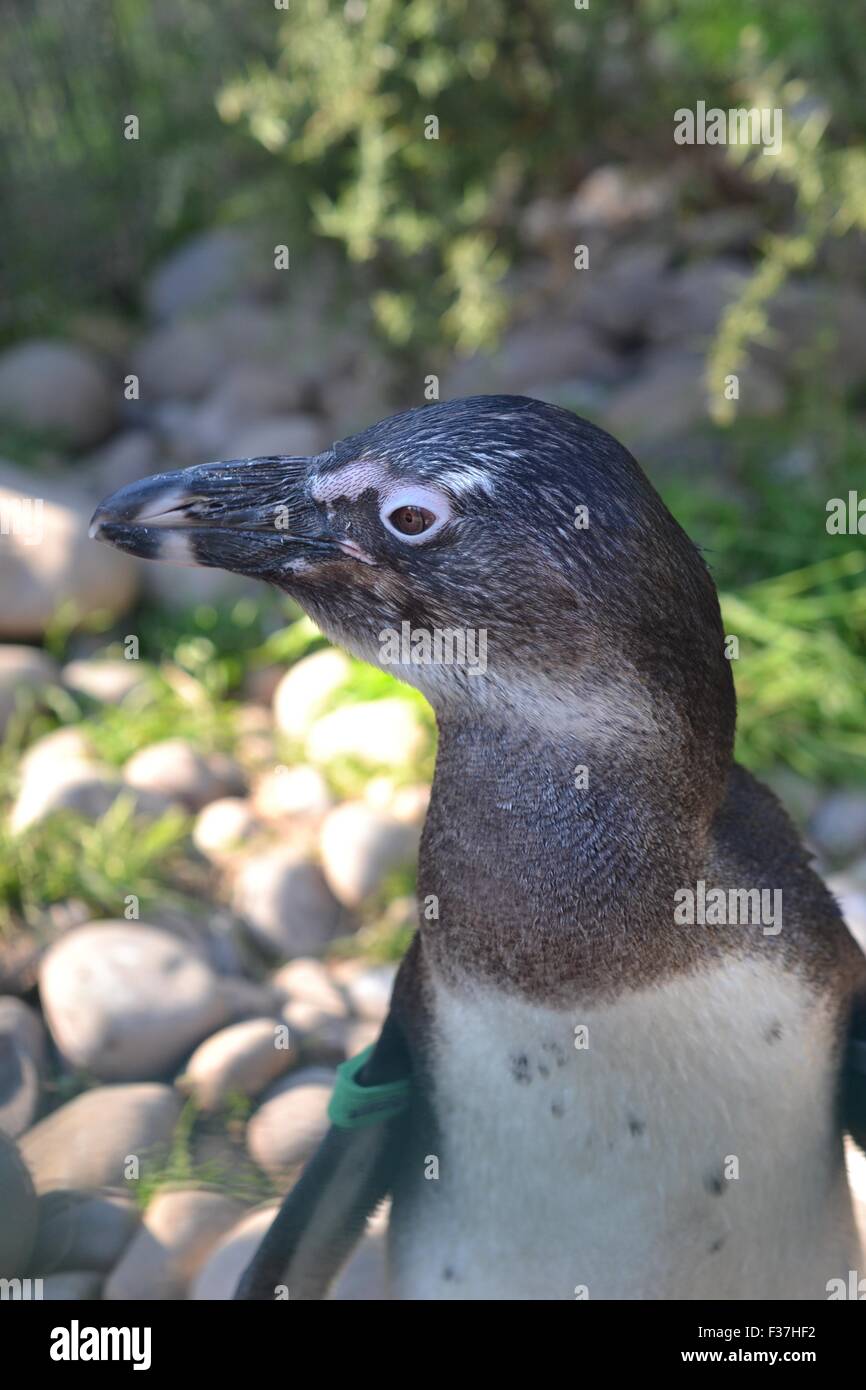 African Penguin Stock Photo