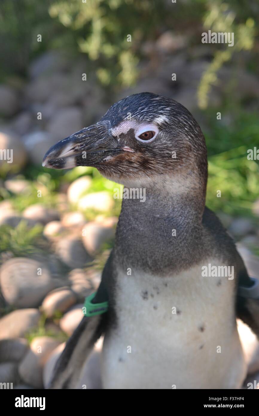African penguin Stock Photo