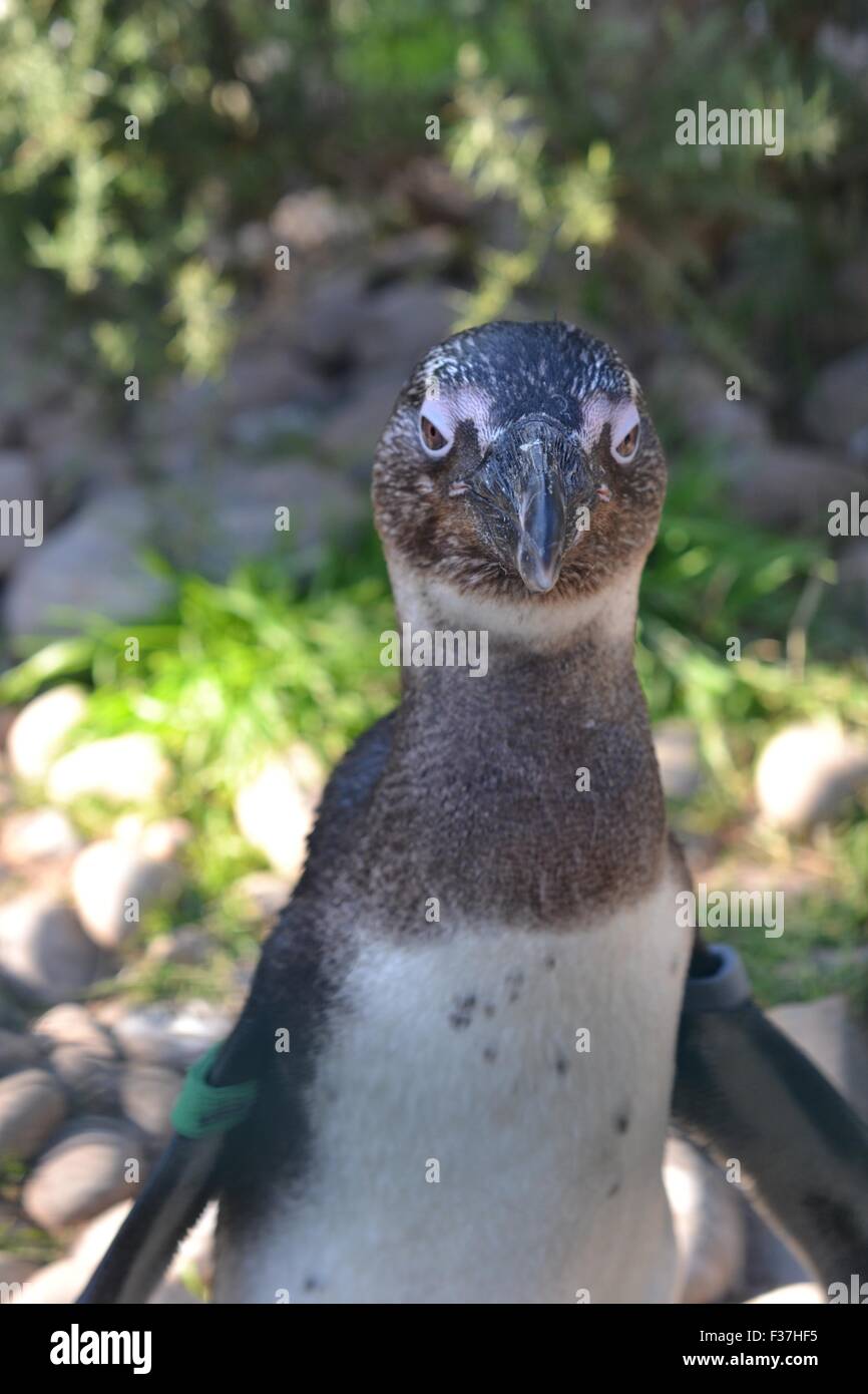 African penguin Stock Photo