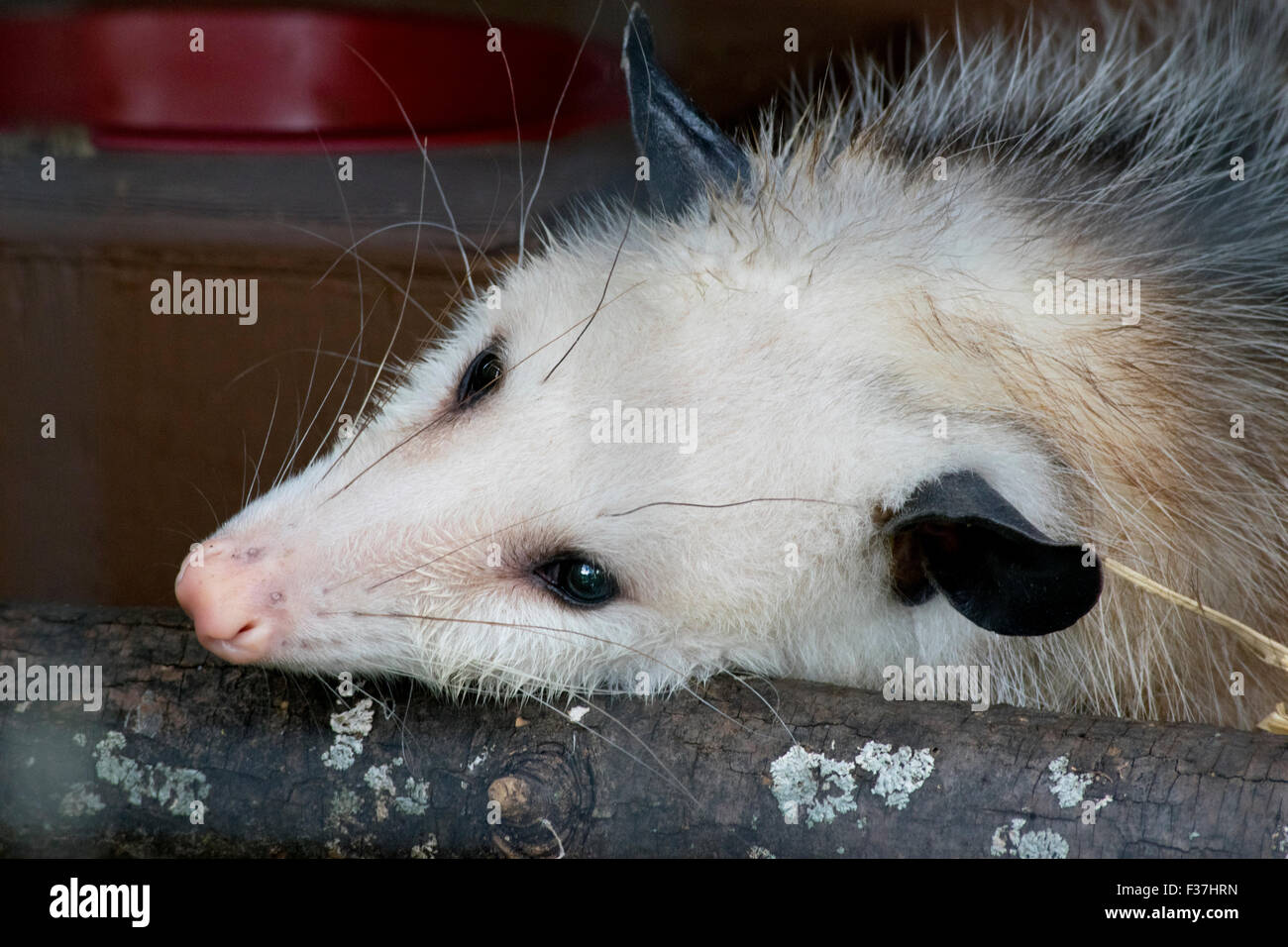 Close-up of an Opossum at the Eco-museum. Stock Photo