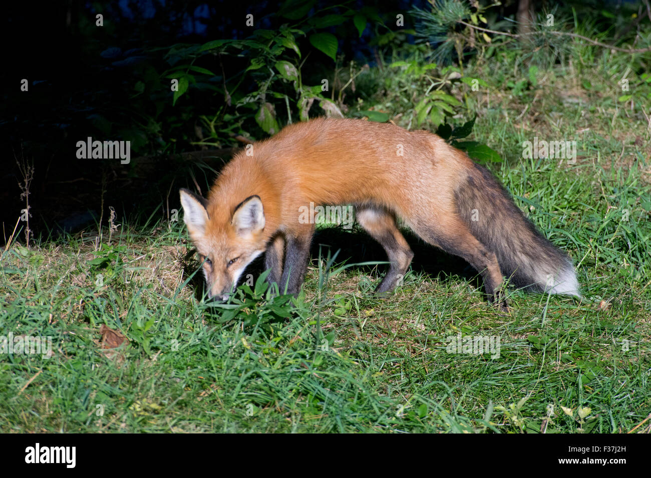 A young Red Fox Stock Photo - Alamy