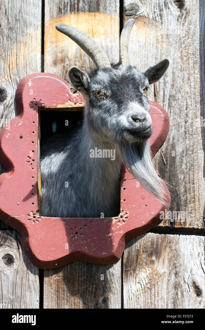 A curious goat at Omega Park, Quebec. Stock Photo