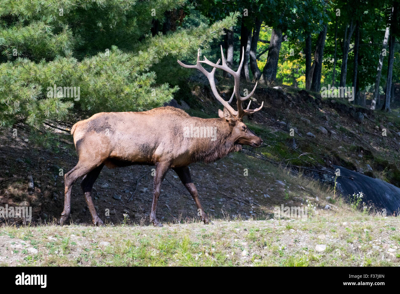 A male Elk Stock Photo Alamy