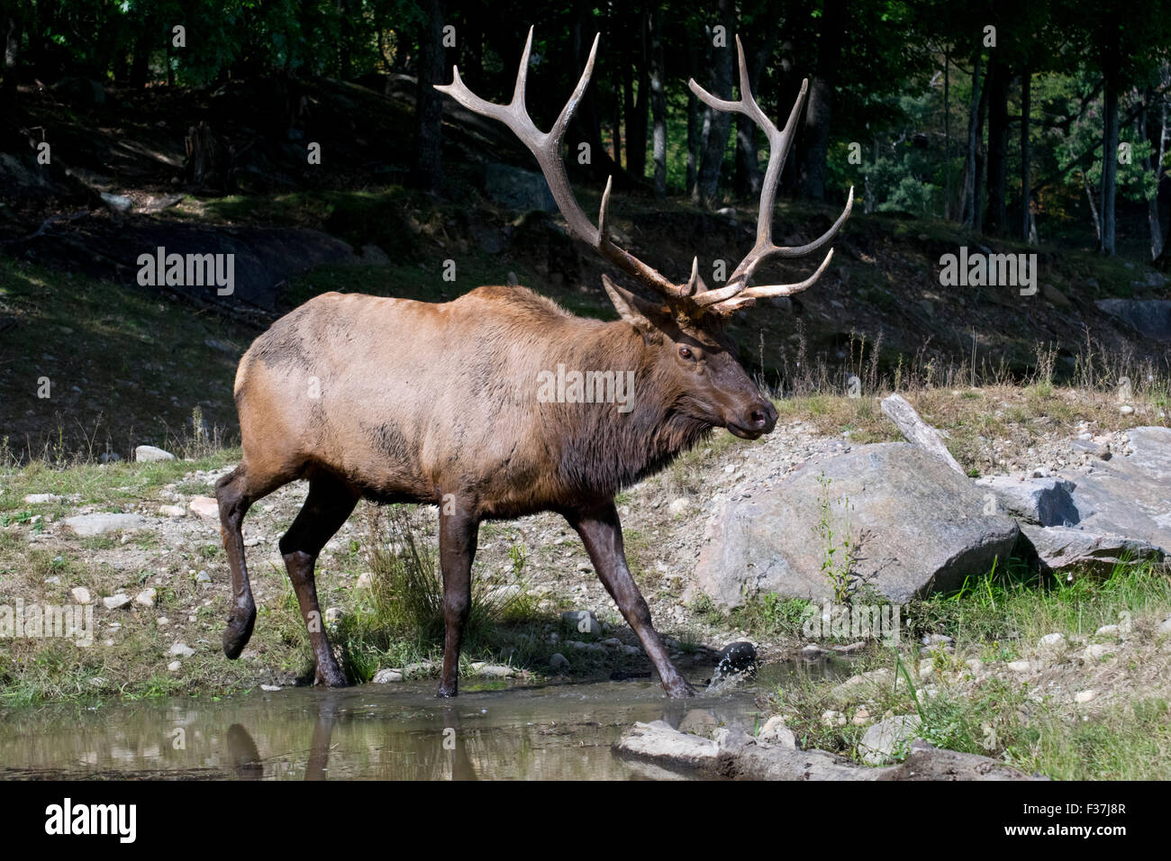 A male Elk Stock Photo Alamy