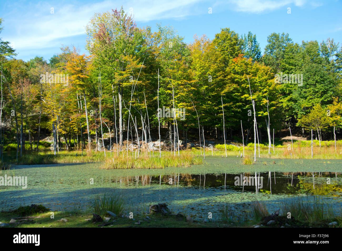Pond in forest hi-res stock photography and images - Alamy