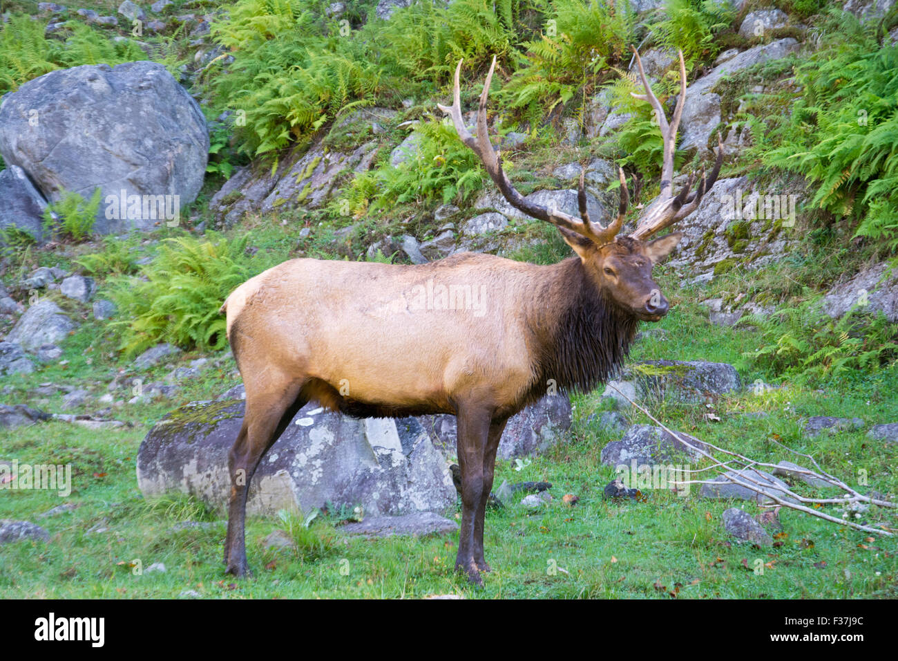 A male Elk in breeding season. Stock Photo
