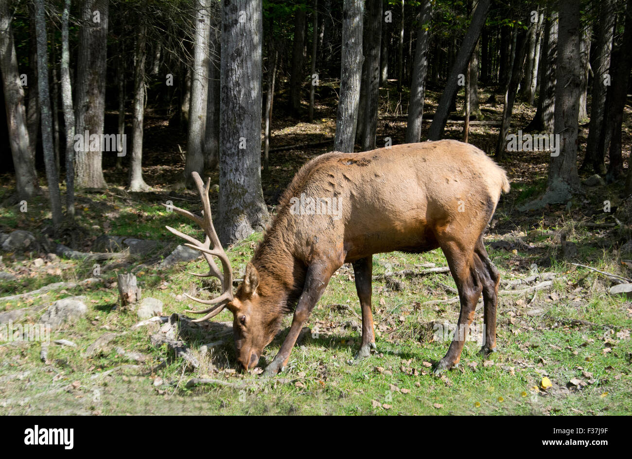 A male Elk in late summer. Stock Photo