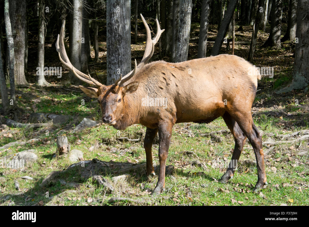 A male Elk in late summer. Stock Photo