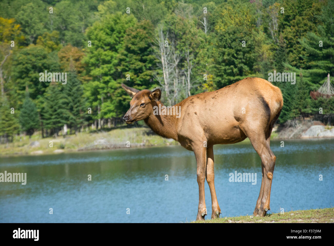 A female Elk in late summer. Stock Photo