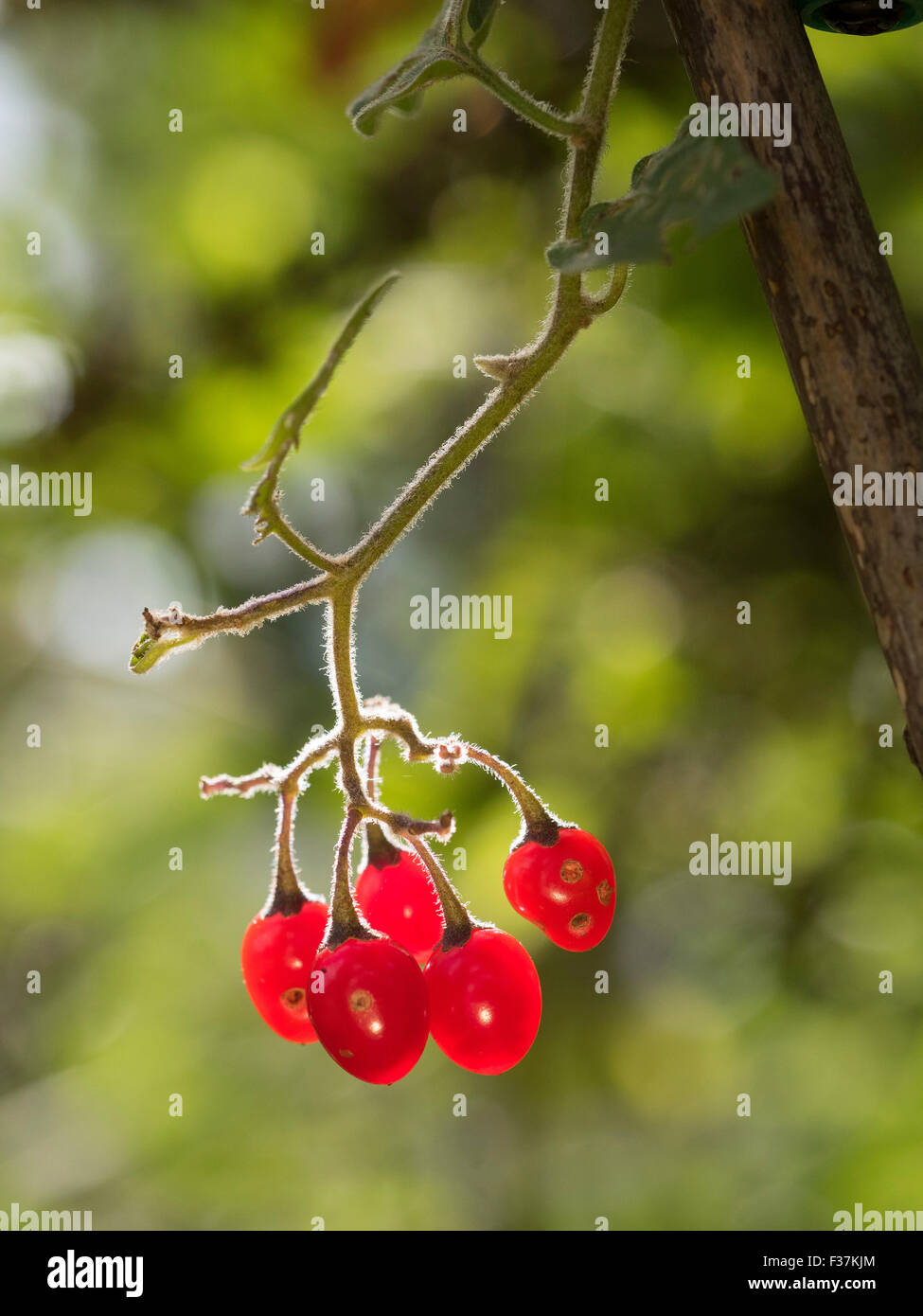 Bittersweet nightshade berries. (Solanum dulcamara Stock Photo Alamy