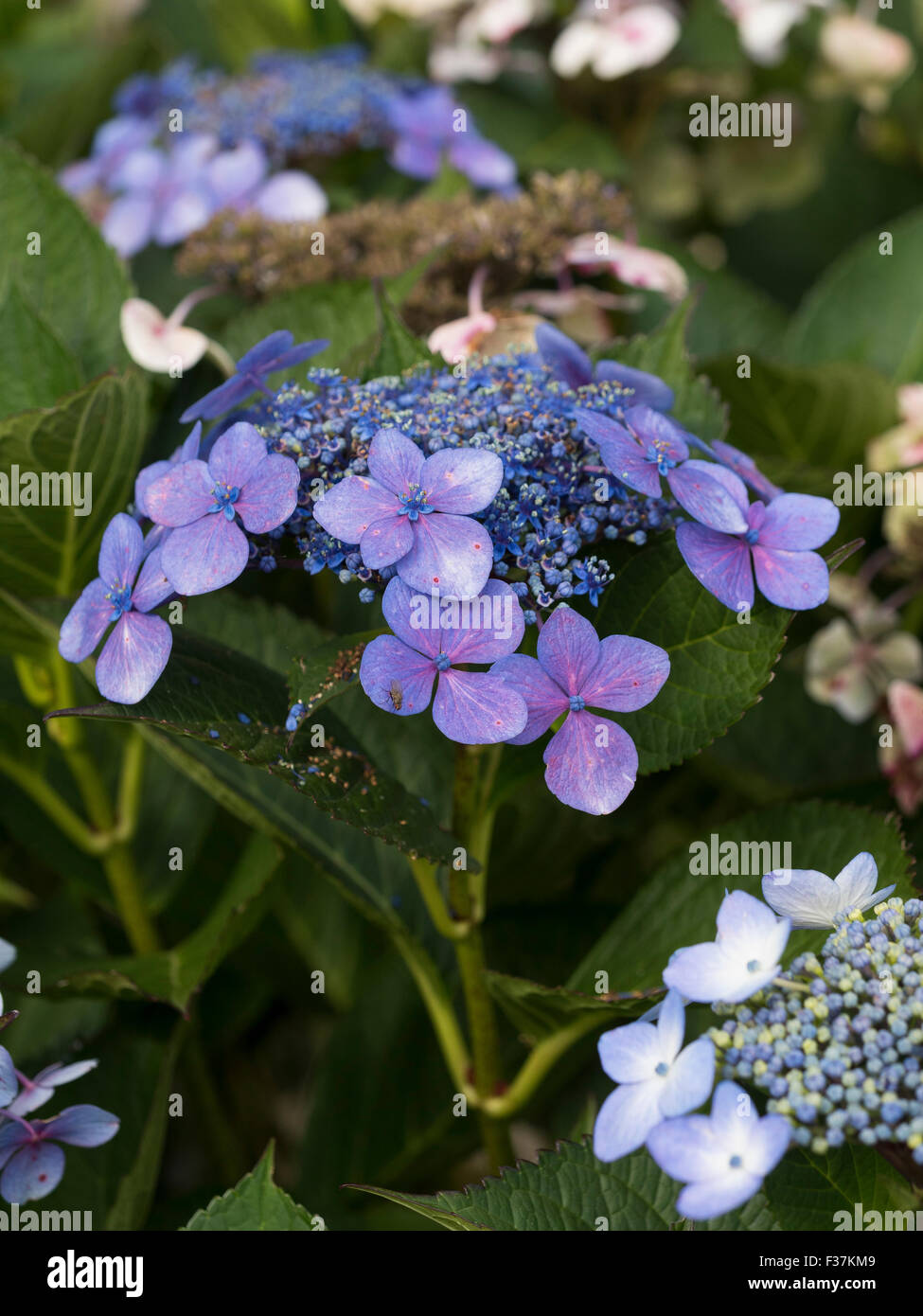 Hydrangea macrophylla normalis hi-res stock photography and images - Alamy