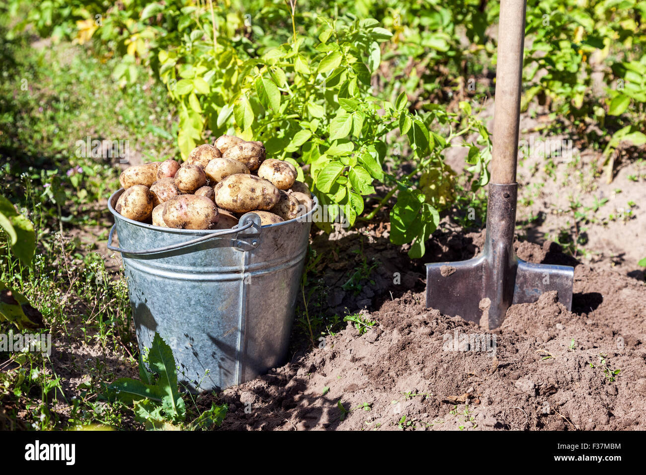 A bucket of potatoes new harvesting in the garden closeup Stock Photo