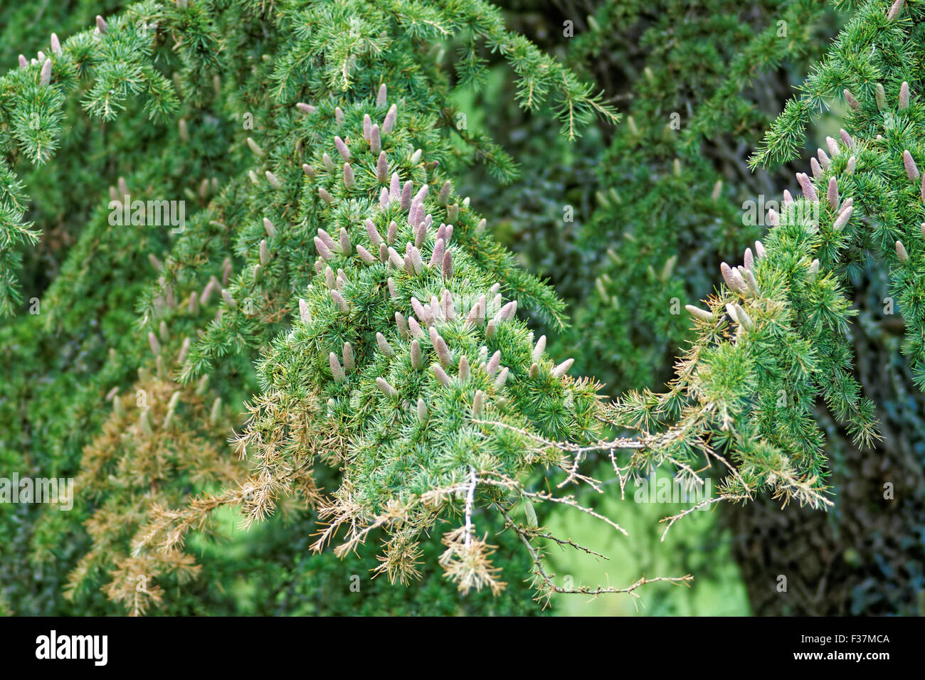 Likiang Spruce (Picea Likiangensis ) Stock Photo