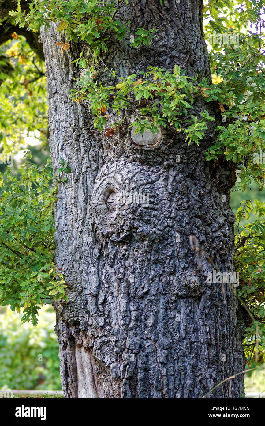 trunk of an oak tree in rural Dorset Stock Photo