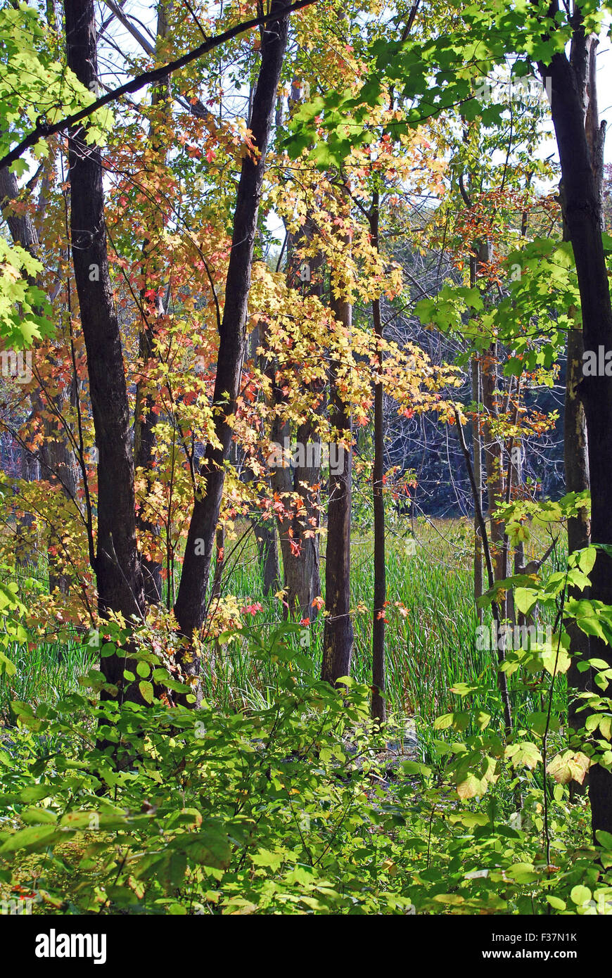 Leaves changing colors hi-res stock photography and images - Alamy