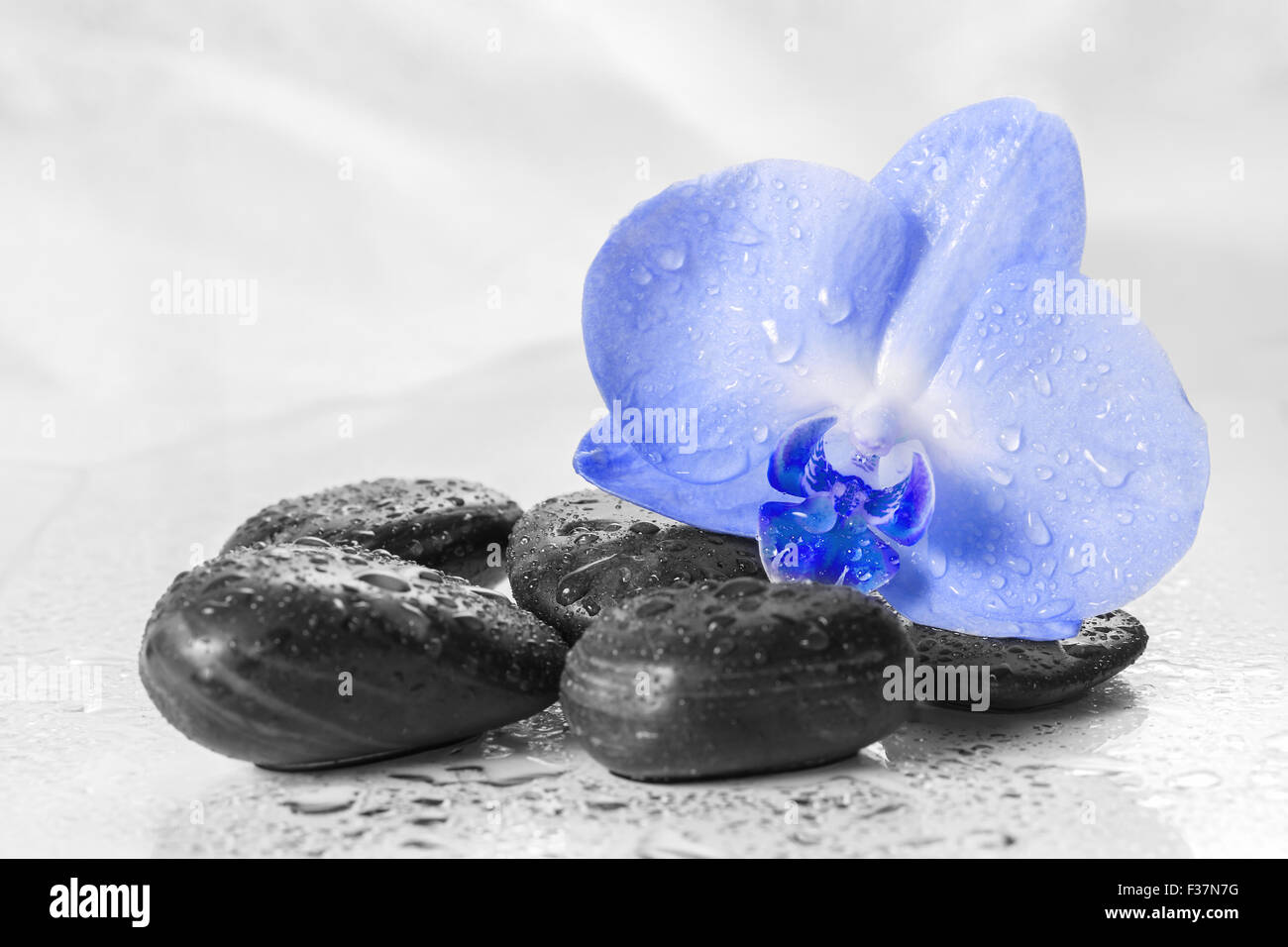 Blue orchid hi-res stock photography and images - Alamy