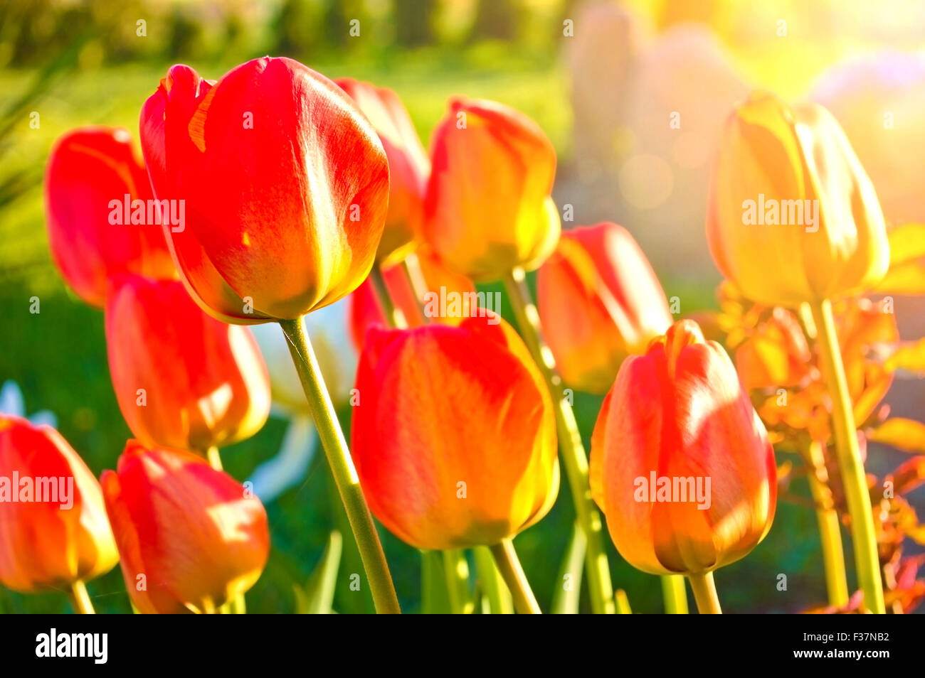 Blooming flowers in the green grass at spring. Nature and spring background. Stock Photo