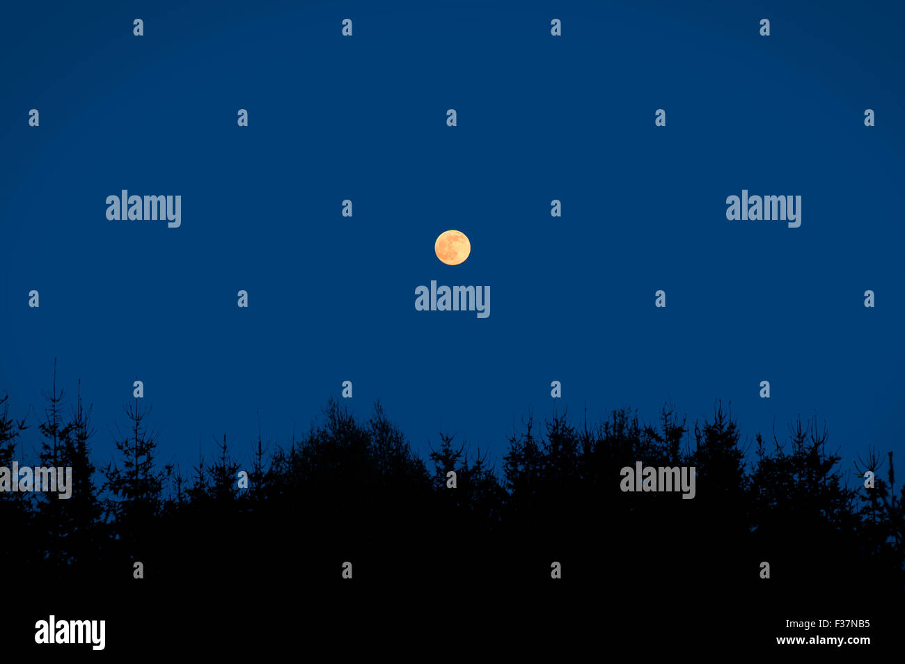 Full moon on the sky over trees. Night scene. Stock Photo