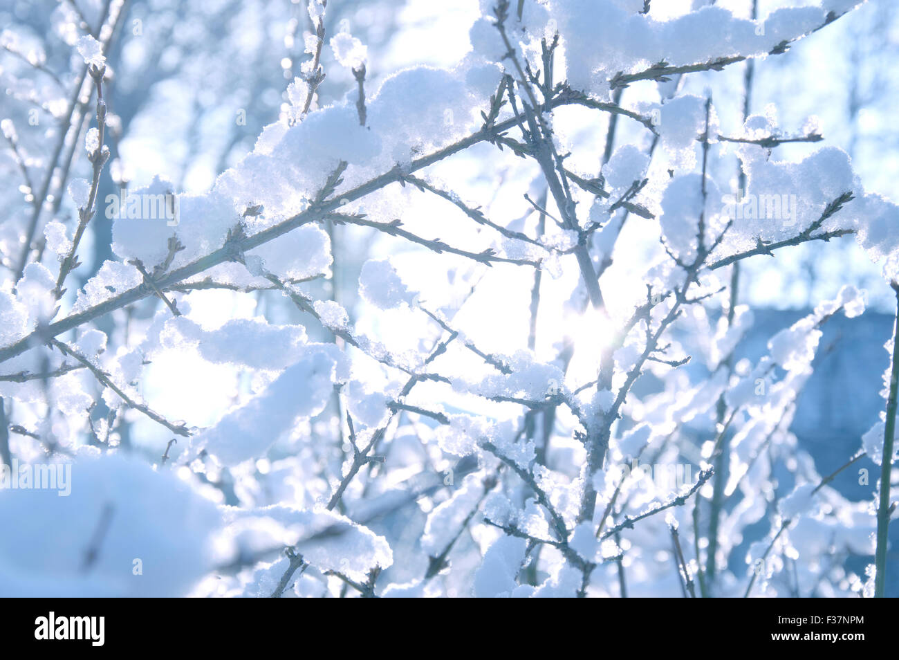White winter background. Branches covered with snow Stock Photo - Alamy