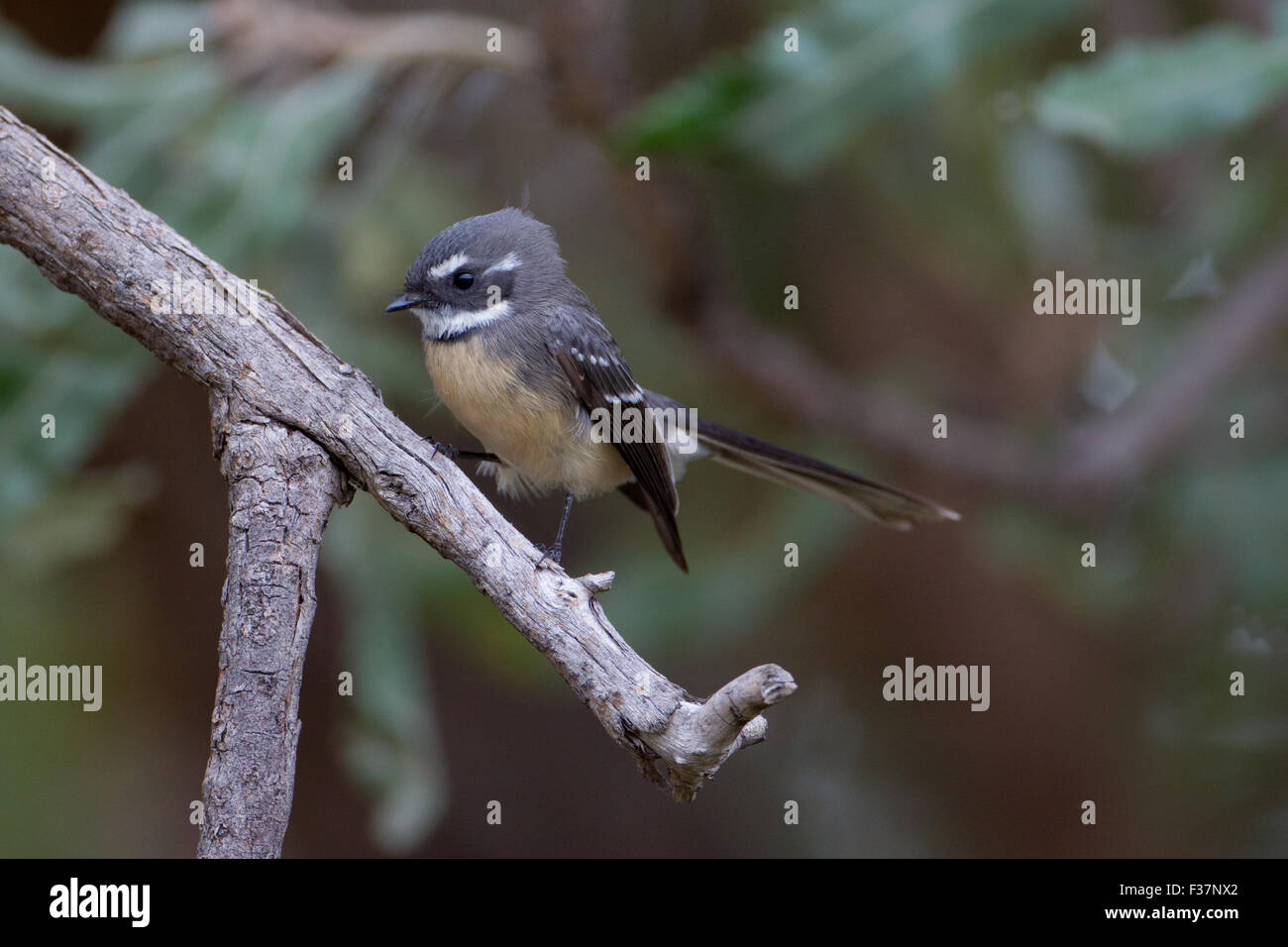 Australian backyard birds hires stock photography and images Alamy