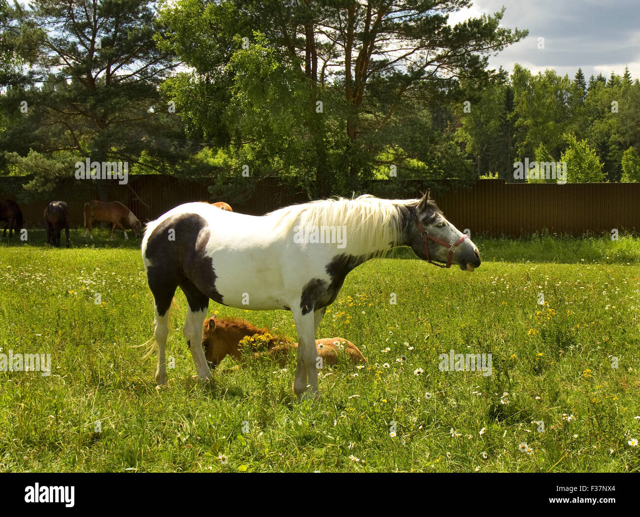 White horse with black spots with brown foal on green meadow in summer. Stock Photo