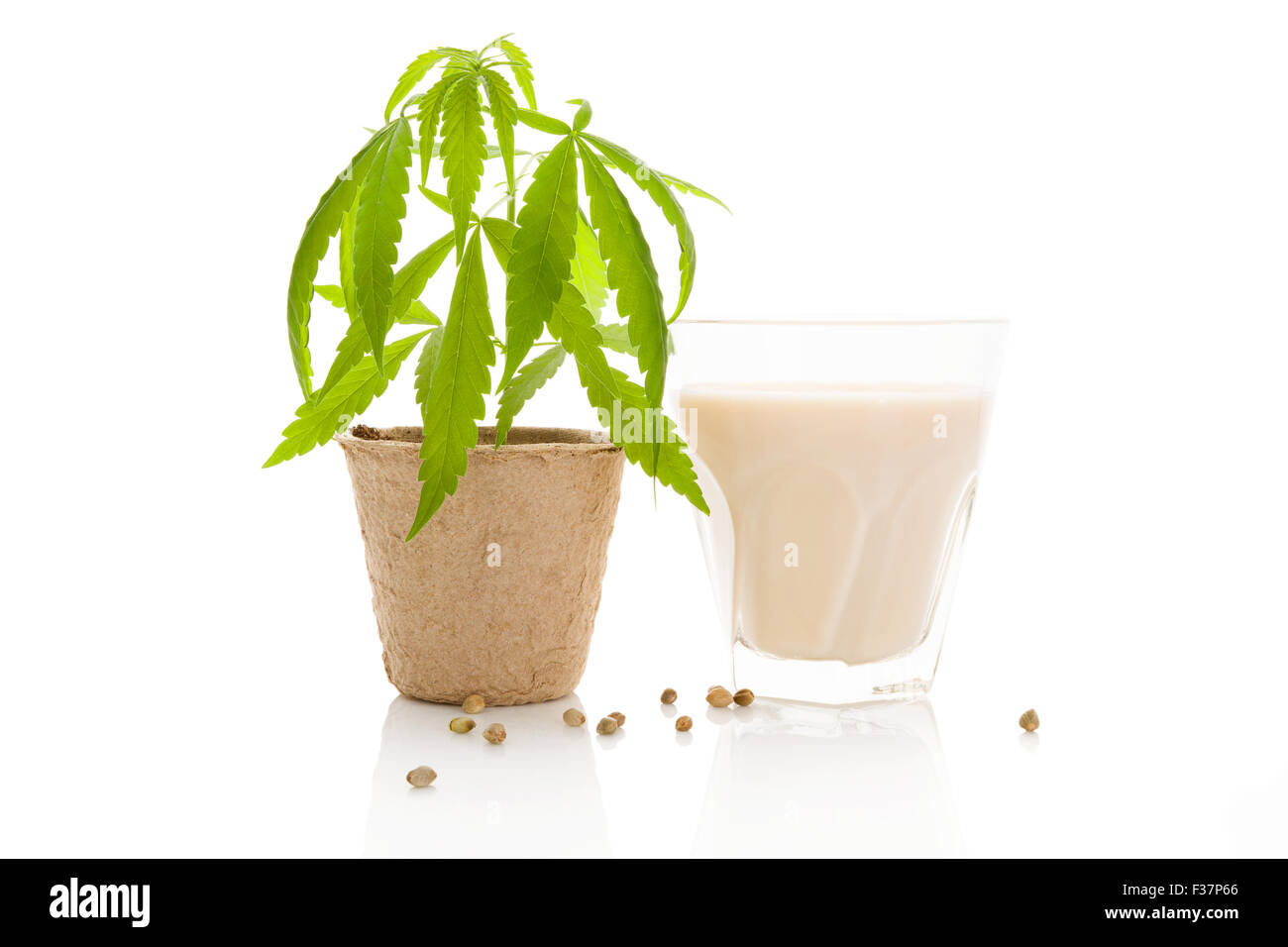Non dairy milk, vegan eating. Hemp milk. Cannabis plant in pot and a glass of milk isolated on white background. Stock Photo