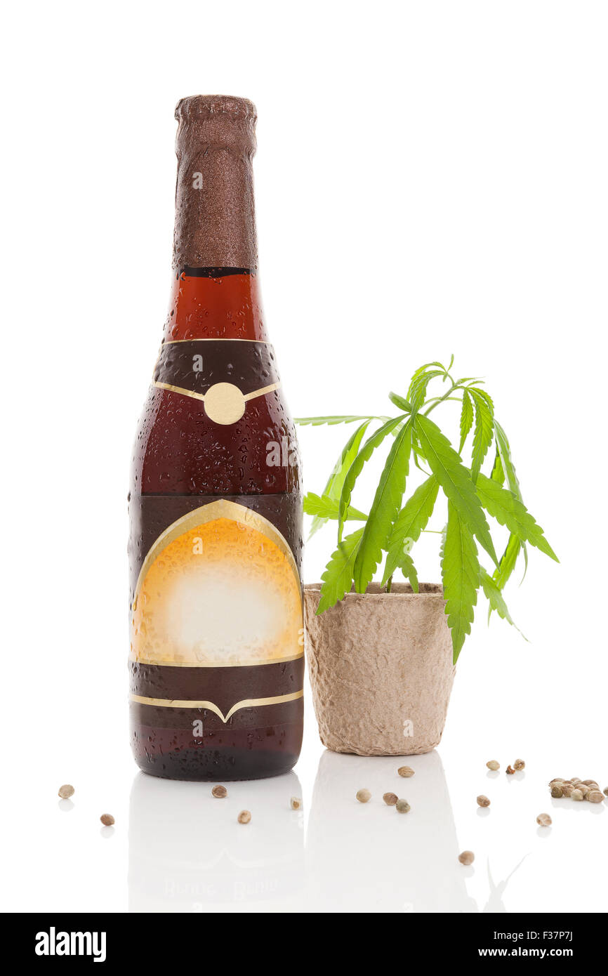 Delicious hemp beer and young cannabis plant isolated on white background. Stock Photo