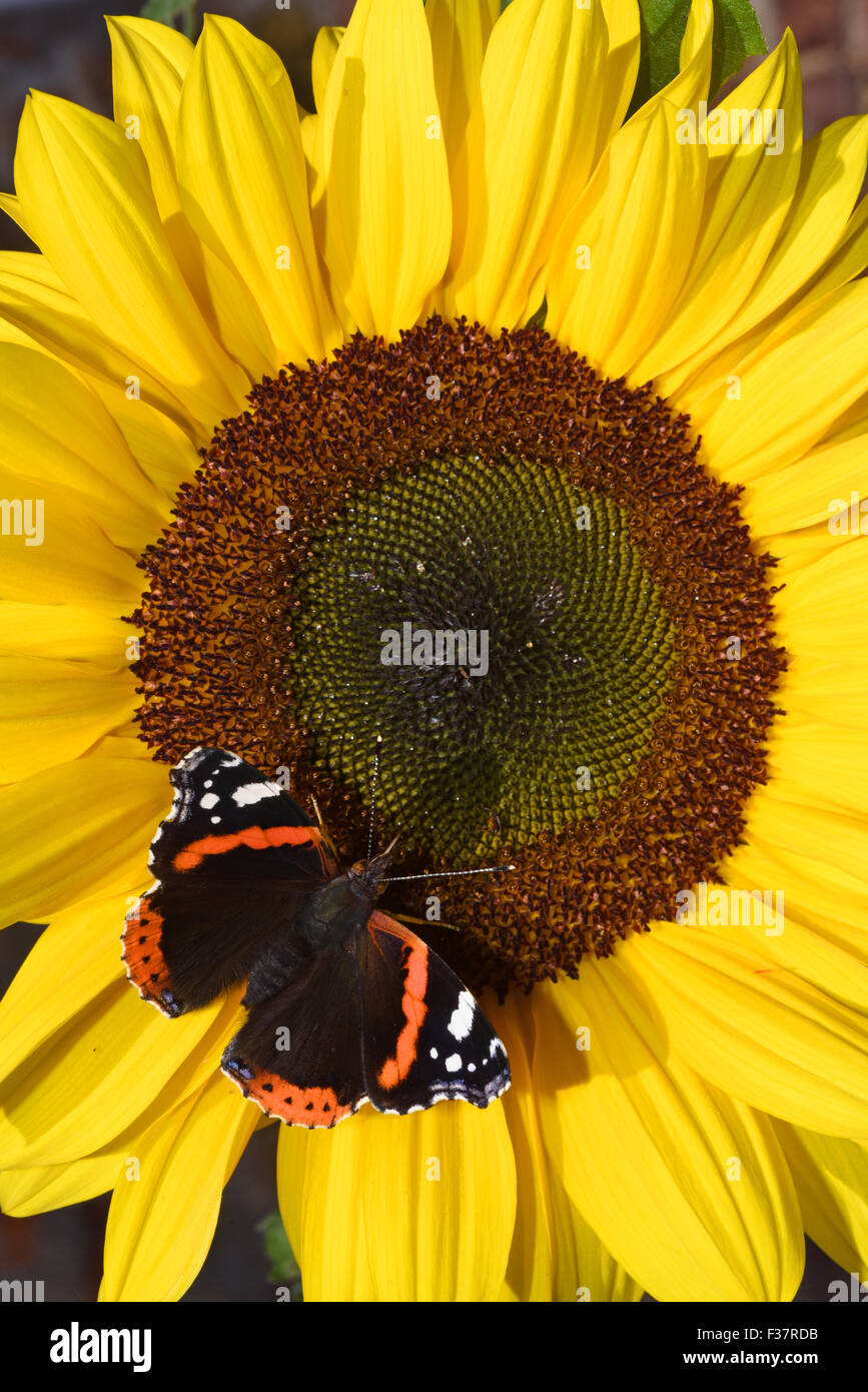 red admiral butterfly ( vanessa atlanta ) feeding on nectar on sunflower (helianthus) ellerton yorkshire united kingdom Stock Photo