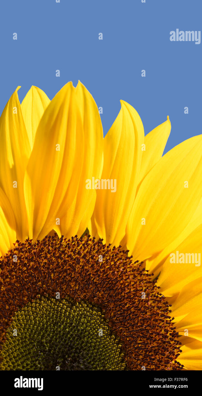 sunflower on beautiful summers day (helianthus) ellerton yorkshire united kingdom Stock Photo