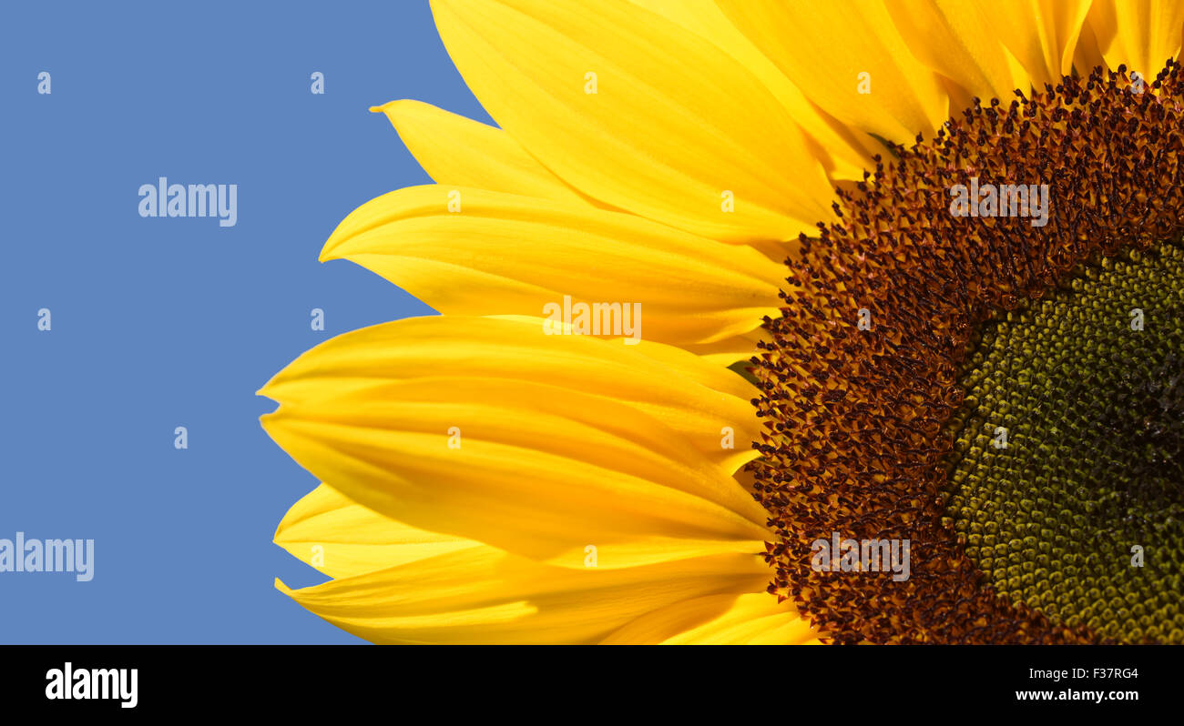 sunflower on beautiful summers day (helianthus) ellerton yorkshire united kingdom Stock Photo