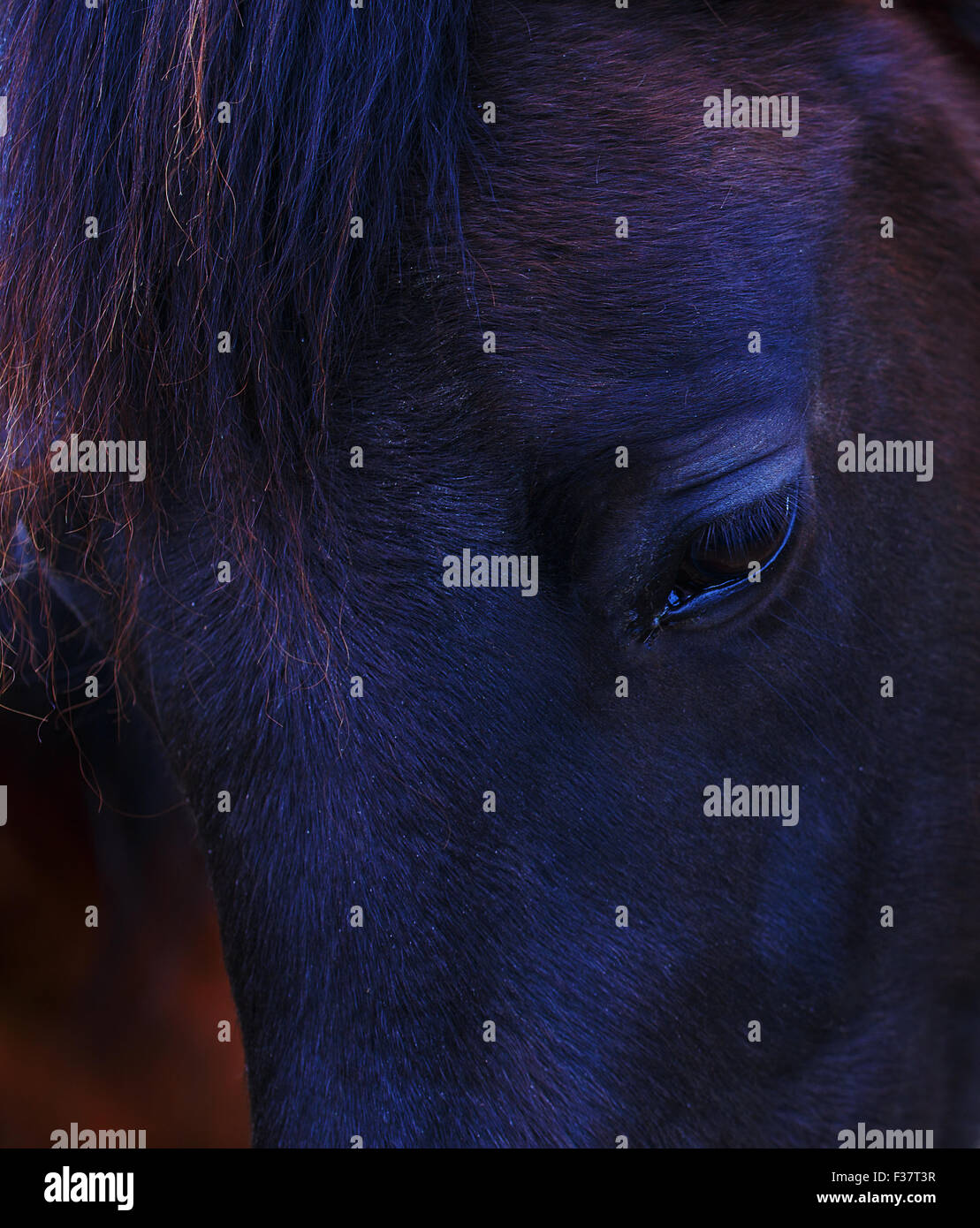 Closeup of a  black horse eye . Stock Photo