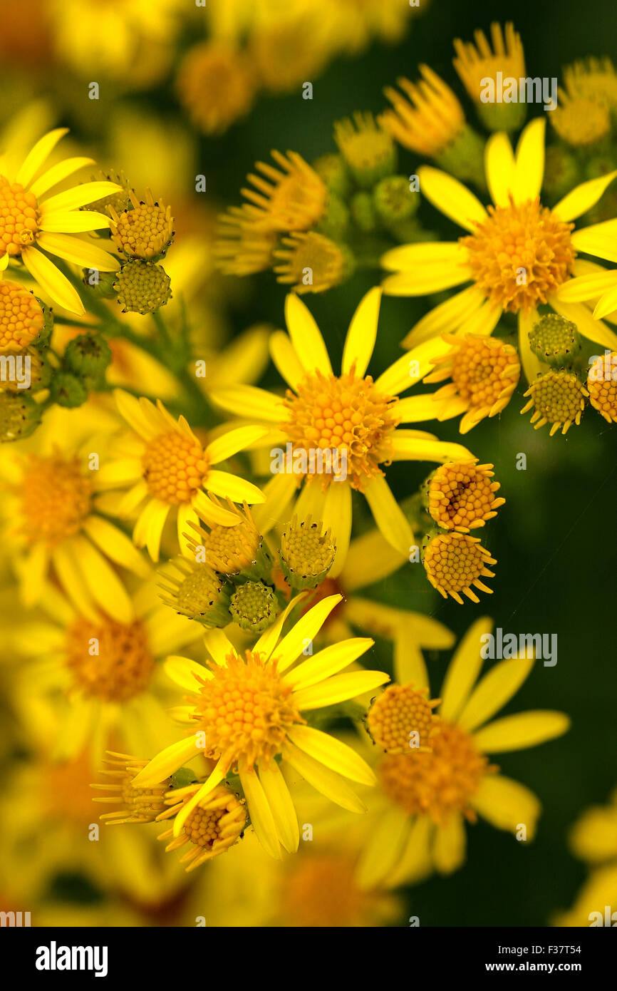 Common weeds uk hi-res stock photography and images - Alamy